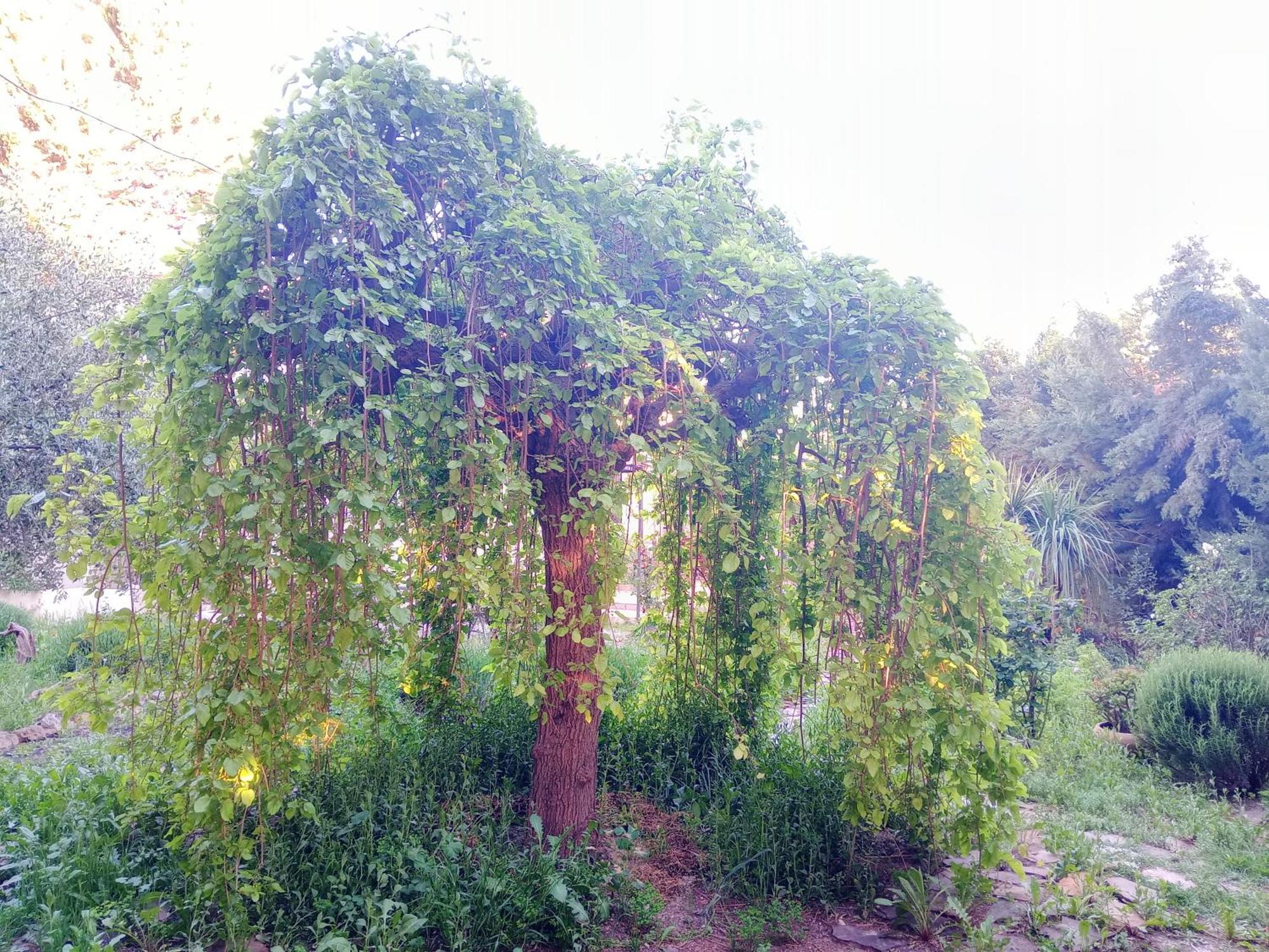 Vakantiehuis Casa Con Jardin Y Aparcamiento En Viznar, Junto A Granada Víznar